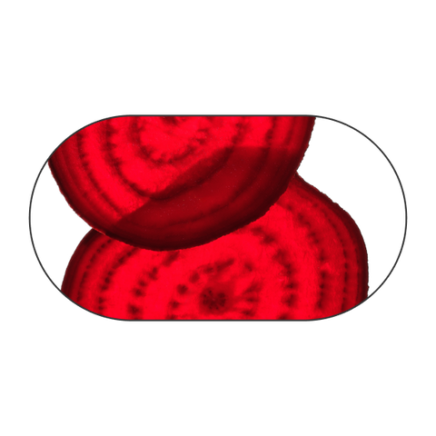 Barbabietola