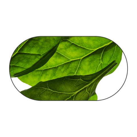 Spinaci