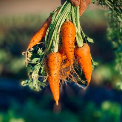 Carota